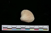 藏品(日本環文蛤)的圖片